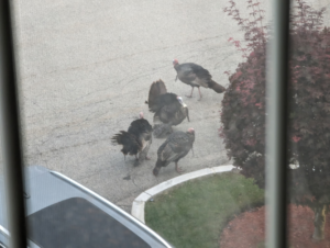 Turkeys!